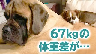 70㎏ある超大型犬がチワワと一緒に…！ ふたりは優しさで繋がった最高のコンビでした♡