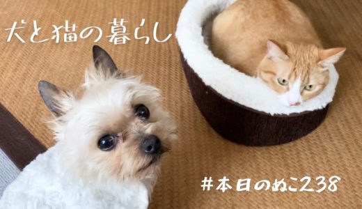 犬と猫の暮らし（キャットニップ発芽）・Vlog【本日のぬこ238】