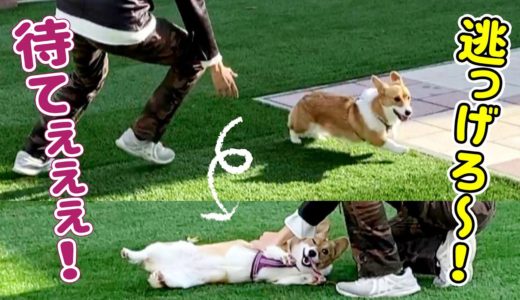 犬と人間、本気の追いかけっこ！！勝つのは…？