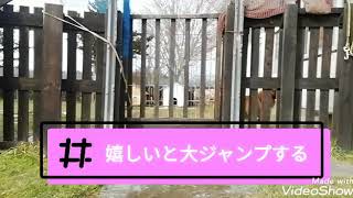 ゆかいな保護犬キング　3連発！