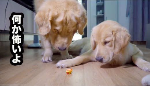 初めてゴキブリを見た犬の反応が面白すぎる・特にチェリーの反応が凄く可愛かった！