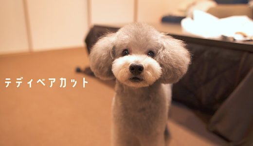 🐶トリミングでテディベアカットになった犬が可愛い過ぎて萌えたw【トイプードル】