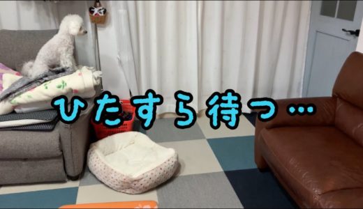 帰って来ない飼い主をひたすら待つ犬【トイプードル】【マルプー】