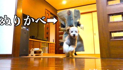 🐶飼い主がぬりかべになったら犬はどんな反応をするのか検証したら予想通りでしたwww【ハロウィン企画】【トイプードル】