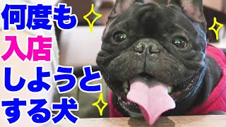 何度でも犬カフェに入店しようとする犬