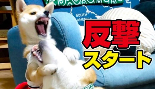 小柴に乗られて我慢していた成犬柴だが…結局耐えきれず激おこしてて笑ったww