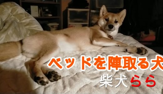 ベッドを陣取る犬