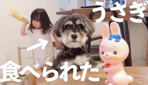 【ほのぼの】子どもと遊ぶ姿が可愛い犬たち【シュナウザージジトト】