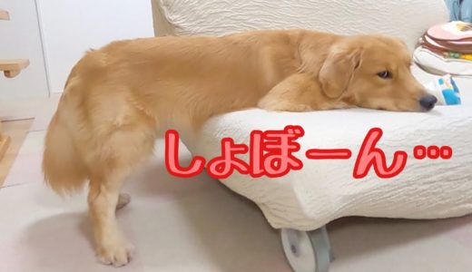 ツッコミどころ満載な落ち込み方をする大型犬。ゴールデンレトリバーのクッキーとミニチュアダックスフンドの子犬ショコラとの幸せな日常