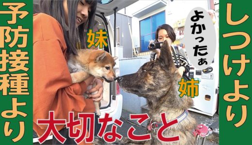 子犬にとってしつけや予防接種より大切なこと＝！【甲斐犬・柴犬】