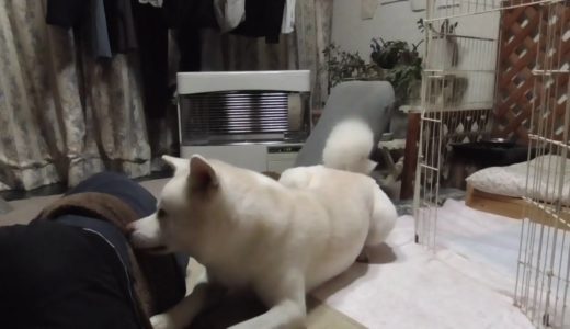 【秋田犬ゆうき】飼い主が大事な毛布を独占したので頑張って取り戻す【akita dog】