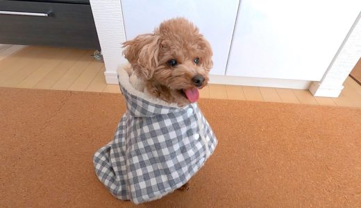 冬になると寒くて震える犬にポンチョをあげたらずっと嬉しそうでしたw【トイプードル】