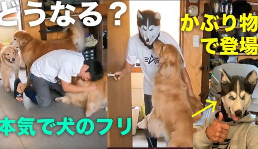 登場！犬みたいな人間or人間みたいな犬：はたしてどうなる？（無駄に4k超高画質でお届け）