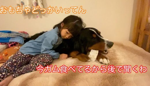 【大型犬の日常】スリッパ型おやつをもらって嬉しそうな　バーニーズマウンテンドッグ　 bernese mountain dog