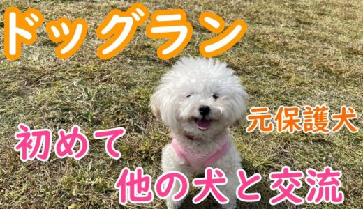 ドッグランで初めて犬と交流した元保護犬