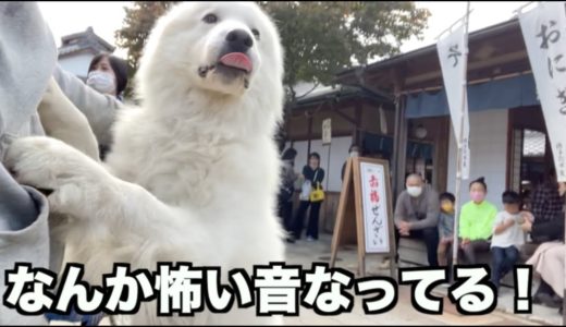 犬は和太鼓にどう反応する？