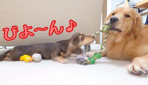 大型犬クッキーに釣られる小型犬ショコラ。ママも参加し２匹とも釣られちゃった！伸びてるショコラがカワウソに見えます。ゴールデンレトリバーのクッキーとミニチュアダックスフンドの子犬ショコラとの幸せな日常