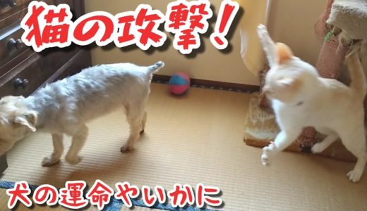 【猫の攻撃】犬の運命やいかに!? なぜか突然テルルに襲いかかるミルぽん氏w 眼球喰らいカラス&家破壊猫&神々姐御&寒がり亀 20201105、カラス&四つ足カルテット