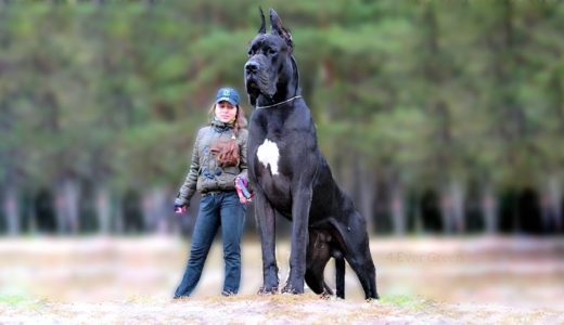 世界の最も大きくて凶暴な１０匹の犬