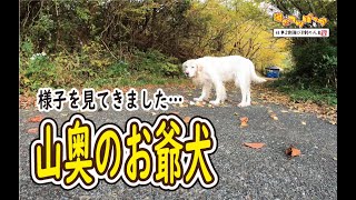 【犬】山奥のお爺犬の様子を見に行ってきました・・・