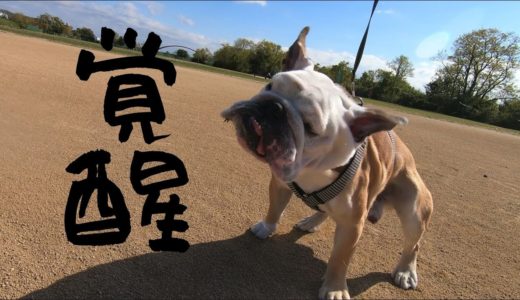 【戦闘力１億２千万】兄犬が第２形態で妹犬をぶち抜きます！