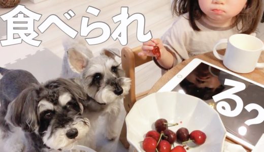 【犬と子ども】食いしんぼう三姉妹のごはん【シュナウザージジトト】Miniature schnauzer with daughter:Hungry three sisters.