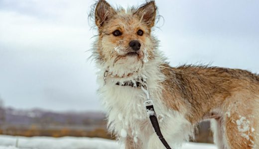 豪雪地域に住む犬の過ごし方2020