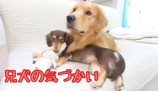 妹犬をおもちゃで遊んであげる兄犬。独り占めせずに気を使える素敵な兄犬。でもボールだけは・・・。ゴールデンレトリバーのクッキーとミニチュアダックスフンドの子犬ショコラとの幸せな日常