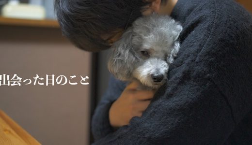 🐶僕の犬がうちに来て4年が経ちました。出会った日のこと。【トイプードル】