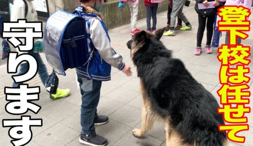 小学校・登下校お迎えは得意な大型犬シェパードマック【VLOG】