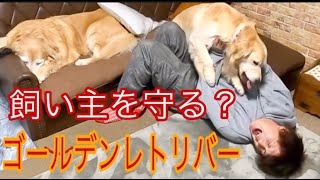 大好きな人がもし襲われたら犬はどうするのか　ゴールデンレトリバー