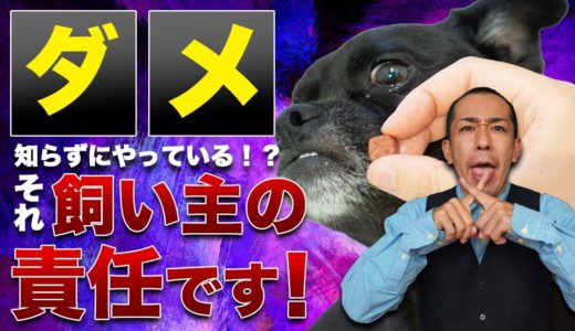 【ダメ！】飼い主が知らずにやってる！犬への悪い行動！解決法も松本秀樹が伝授！