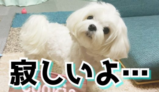 【お留守番】パパの帰りが遅くて不機嫌な犬のご機嫌とりが大変だけどやっぱ可愛い【マルチーズ】