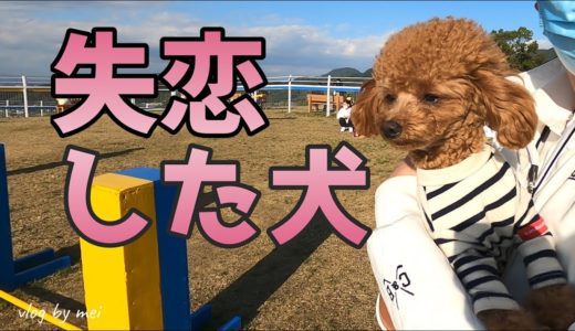 悲報！失恋しました【犬の失恋】