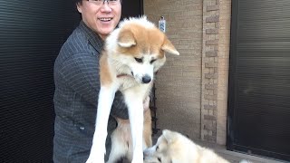 1年振りに秋田犬を抱っこしました！