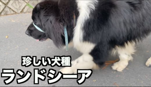 初登場の犬種ランドシーア！