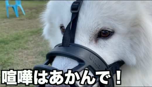 【ドッグラン】去勢手術したオス犬は喧嘩しなくなるか？【加西ドッグガーデン】