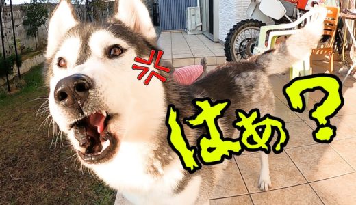 ブチ切れて飼い主に文句つけてくる犬。ハスキー犬と保護犬トイプードル