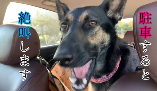 車がバックすると絶叫してしまうシェパード犬【German Shepherd Dog】 My Dog Screamed When the Car is Backed Up