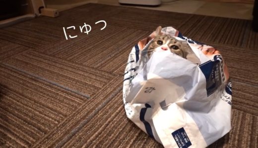 猫が袋から出てこない！寂しがる犬がひたすら可愛い