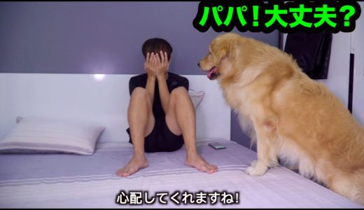 「感動犬」いつも飼い主を見守るゴールデンレトリバー・泣く飼い主をあやすゴールデンレトリバーが可愛い