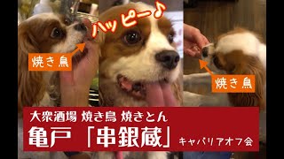 犬連れOK！亀戸の居酒屋でキャバリアオフ会をしてきたよ！