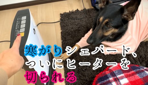 寒がりシェパード犬、ついにヒーターの電源を切られる【German Shepherd】 My Dog Really Hates Cold and Loves Heater