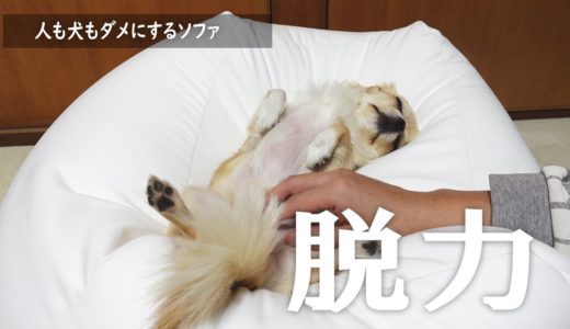 犬をダメにするソファでだらけるチワワが可愛いすぎる【チワワ】【dog】【chihuahua】