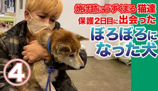 【ボロボロになった犬を保護】焼け跡にうずくまる猫…火事で飼い主死亡④【２日目にまさか】＃２５１