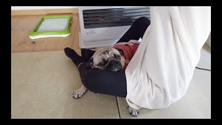 ストーブ前のベスポジを決して譲らない娘とパグ犬ぷぅPug