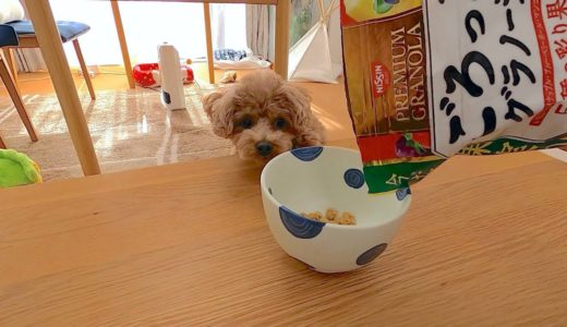 犬の前でシリアルを食べたら自分のご飯と勘違いして一瞬「えっ!?」って顔したw【トイプードル】