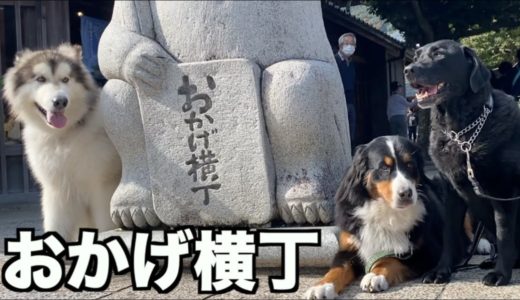 お出かけすると他人の犬になる！お父さん覚えよう！