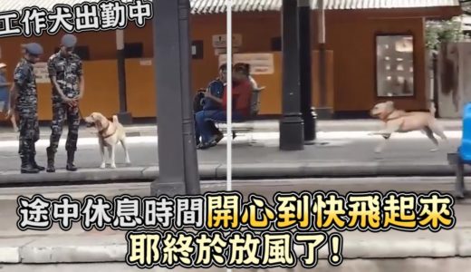 工作犬出勤中,途中休息時間狗狗開心到快飛起來：耶終於放風了!