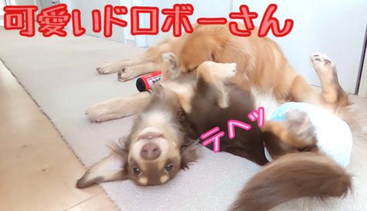 大型犬に遊びに誘われたのに、スキをみて持ち逃げする小型犬の子犬。ゴールデンレトリバーのクッキーとミニチュアダックスフンドの子犬ショコラとの幸せな日常